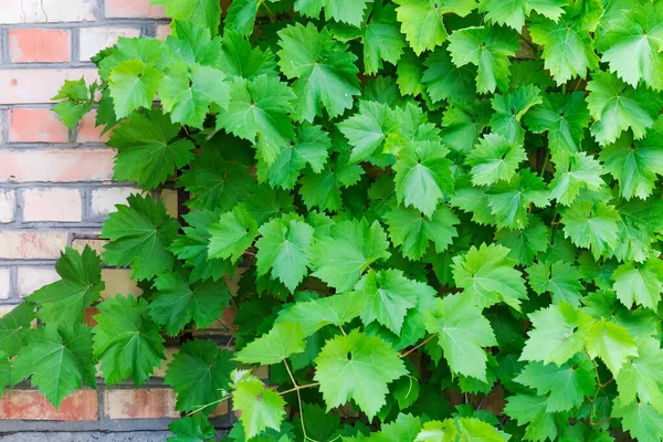 Branches Vine Green Leaves Densely Covered Red Brick Wall Background — Foto de Stock