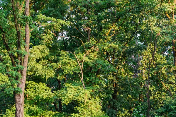 Fragment Branches Frunks Old Locust Trees Park Sunny Summer Morning — Stockfoto