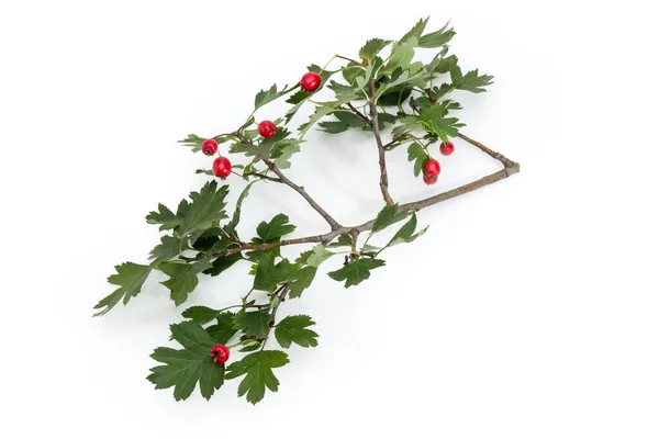 Branch Crataegus Also Known Hawthorn Ripe Red Fruits Green Leaves — Zdjęcie stockowe