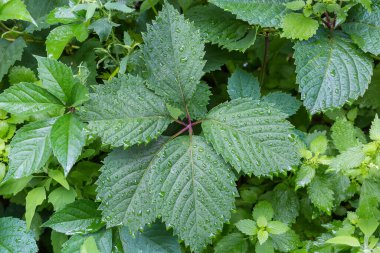 Yerdeki yeşil üzümlerin yeşil yaprakları diğer bitkiler arasında yağmur sırasında su damlalarıyla kaplıdır.