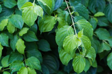 Cornus Alternifolia türünün mısır dalları, ya da yağmur sırasında yapraklarla kaplı yeşil ozier, seçici bir odak noktasında yakın çekim