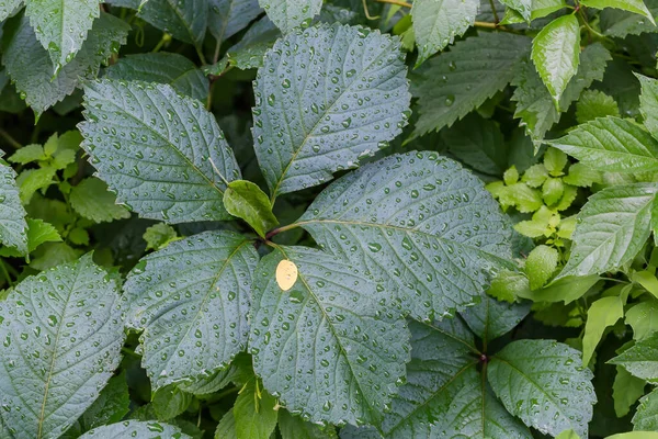 Green Leaf Maiden Grapes Ground Other Plants Covered Water Drops — 图库照片