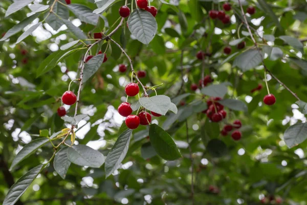 Branch Sour Cherry Tree Ripe Red Berries Blurred Background Rest — Stockfoto