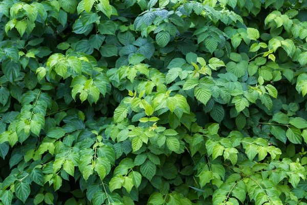 Thicket Green Osier Raspberry Green Leaves Covered Water Drops Rain — 图库照片