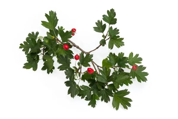 Branch Crataegus Also Known Hawthorn Ripe Red Fruits Green Leaves — Photo