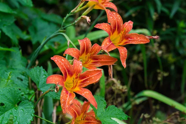 Flowers of lily orange color covered with water drops after rain on a dark blurred background, close-up in selective focus