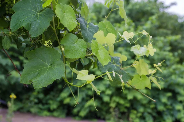 Branch Vine Leaves Tendrils Covered Water Drops Climb Green Osier — ストック写真