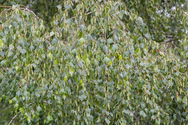 Branches Birch Wet Leaves Catkins Hanging Rain Fragment Tree Background — Stock Fotó