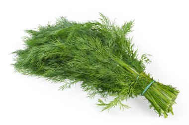 Taze toplanmış dereotunun sapları beyaz arka planda lastik bir bantla bağlanmış.