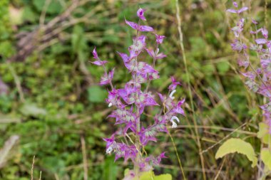 Stem of blooming sage, also known as salvia on a blurred background of other grass