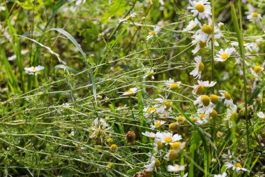 Flowering chamomiles of species Matricaria chamomilla, or wild chamomile among the other grass on the meadow, close-up in selective focus