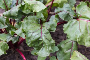 Leaves of the red table beetroot growing on a field in overcast weather, close-up in selective focus
