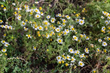 Flowering chamomiles of species Matricaria chamomilla, or wild chamomile on the meadow, top view in selective focus