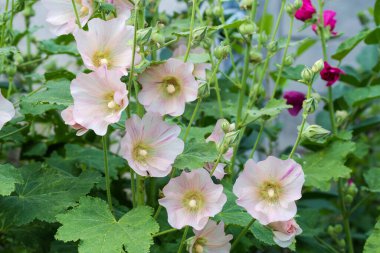 Stems of alcea with light purple flowers on a blurred background, close-up in selective focus