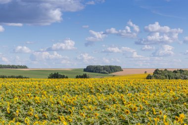 Field of the sunflowers against the distant other farmlands, forest patches and cloudy sky
