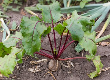 Plant of the red table beetroot growing on a field among the other vegetables in overcast weather, close-up in selective focus