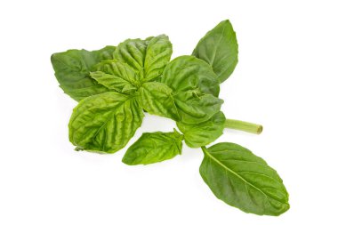 Single twig of the fresh green basil on a white background