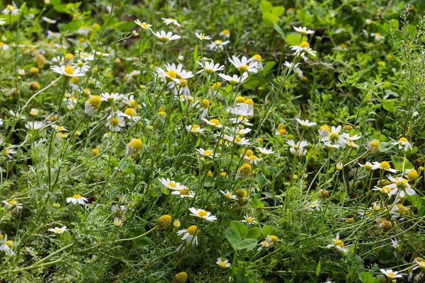 Flowering Chamomiles Species Matricaria Chamomilla Wild Chamomile Other Grass Meadow — Foto de Stock