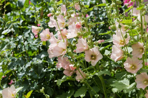 Stems Alcea Light Purple Flowers Blurred Background Close Selective Focus — Stock Photo, Image