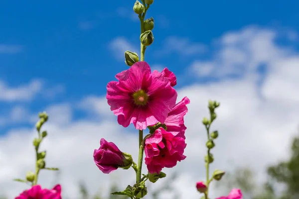 Stems Alcea Red Flowers Blurred Background Sky Close Selective Focus — Stock Photo, Image