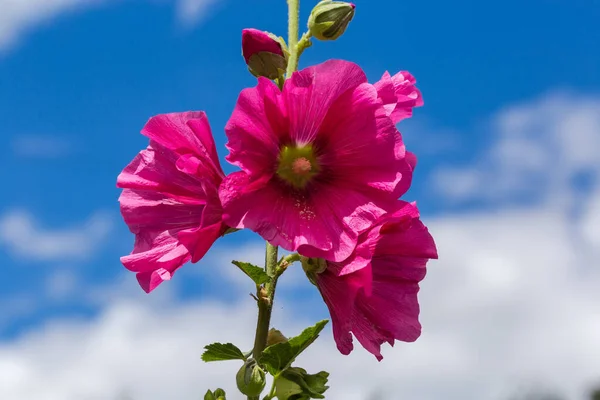 Stem Alcea Red Flowers Blurred Background Sky Close Selective Focus — Stock Photo, Image