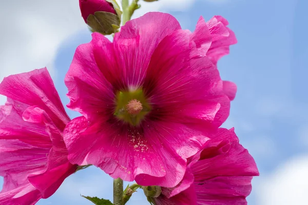 Flower Alcea Red Petals Stem Background Sky Close Selective Focus — Stockfoto