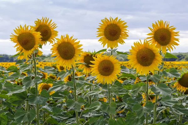 Blooming sunflowers on the field edge on a blurred background of the rest of the field and cloudy sky