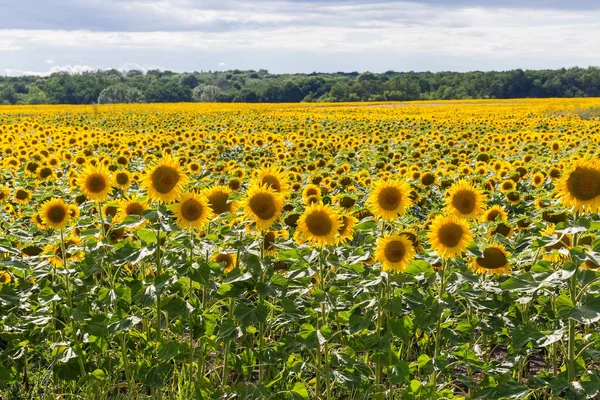 Field edge of the sunflowers against the distant forest and cloudy sky in backlit