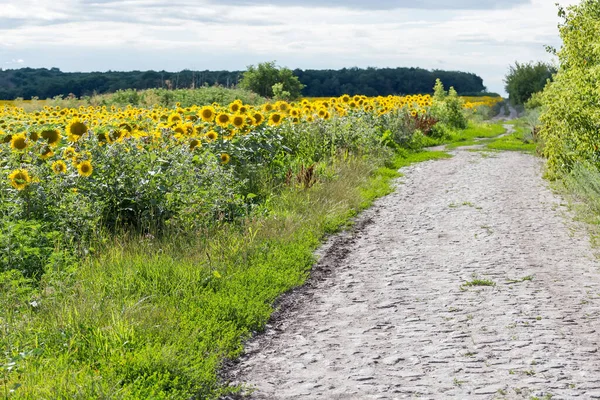 Rural Road Paved Stones Next Field Flowering Sunflowers Sky Distant — Foto de Stock
