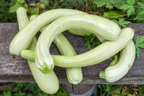 Heap Raw Freshly Harvested Young Long Vegetable Marrows Top View — Stockfoto
