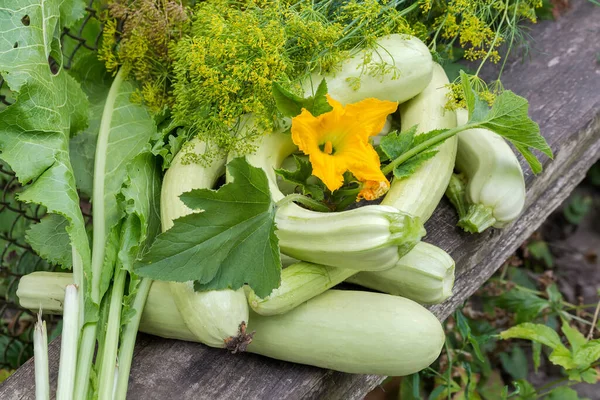 Heap Raw Freshly Harvested Young Long Vegetable Marrows Leaves Flower — Stock Photo, Image