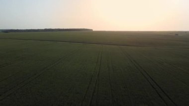 Aerial view of the fields of unripe green wheat