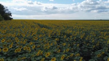Flowering sunflowers on field in overcast windy day, aerial view
