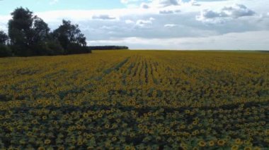 Field of flowering sunflowers in overcast windy day, aerial view