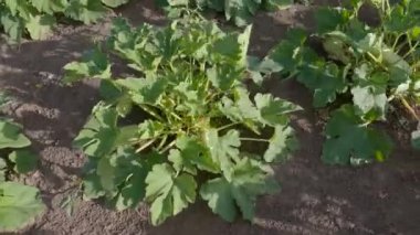 Vegetable marrow plants on a field in sunny windy weather