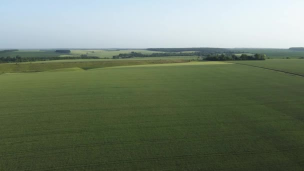 Аерофотозйомка Поля Нерозрідженої Зеленої Пшениці — стокове відео