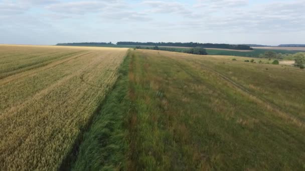 Field Edge Unripe Green Yellow Wheat Aerial View — 图库视频影像