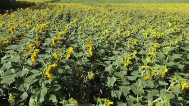 Flowering sunflowers on field in sunny windy day, aerial view