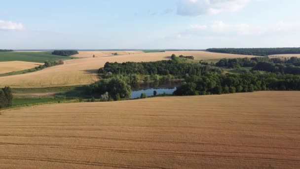 Agricultural Fields Unripe Yellow Wheat Aerial View — Vídeo de Stock