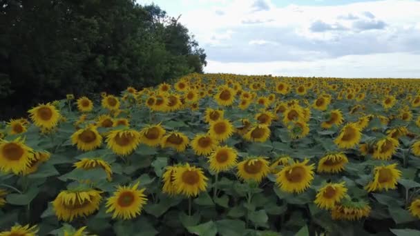Field Flowering Sunflowers Next Forest Aerial View — Stok video