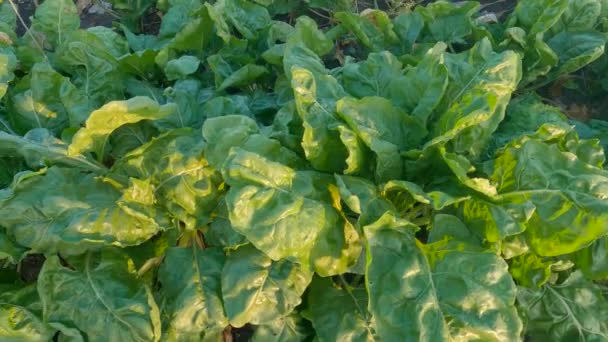 Sugar Beet Plants Covered Water Drops Field — Vídeo de stock