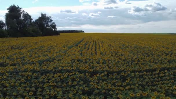 Field Flowering Sunflowers Overcast Windy Day Aerial View — Video