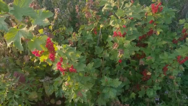 Bush Redcurrant Ripe Berries Sunset — Vídeo de Stock