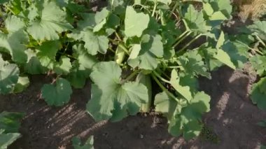 Vegetable marrow plants on a field in sunny windy weather