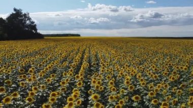 Flowering sunflowers on field in sunny windy day, aerial view