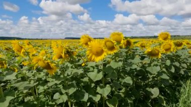Flowering sunflowers on an agricultural field in summer day