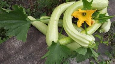 Freshly harvested long vegetable marrows with leaves and flower