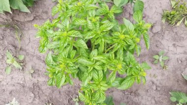 Bush of the green basil on a field, top view