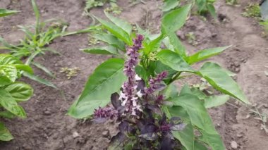 Bush of the purple basil on a field close-up