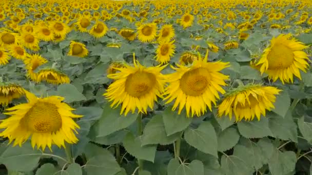 Flowering Sunflowers Agricultural Field Overcast Windy Day — Stock Video